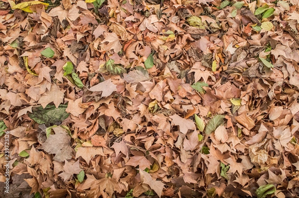 Obraz Chão de Outono