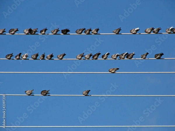Obraz wired pigeons