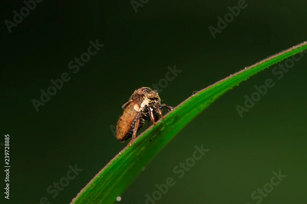Fototapeta Membracidae insects