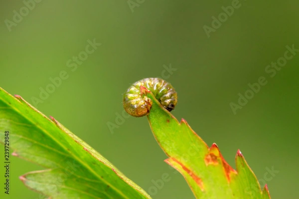 Fototapeta tiny insects on plant