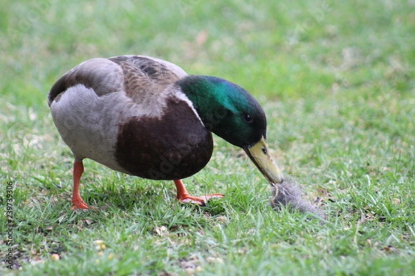 Obraz Mallard duck