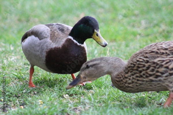 Obraz Mallard duck pair