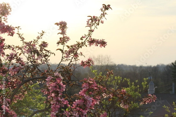 Obraz Sunrise with flowers