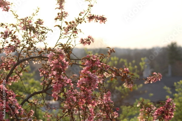 Obraz Sunrise with flowers
