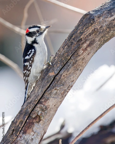 Obraz Downy woodpecker