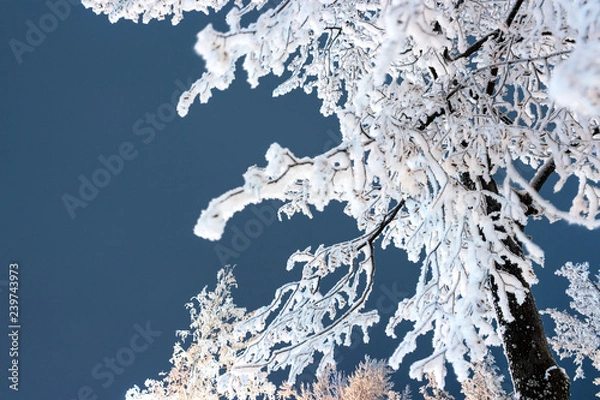 Fototapeta tree branches in snow and frost