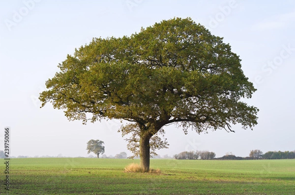 Fototapeta Big tree in the field