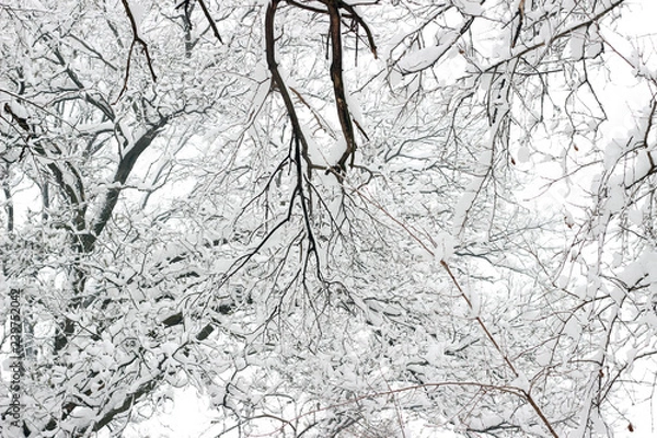 Fototapeta Snow covered trees woods forest bare winter white