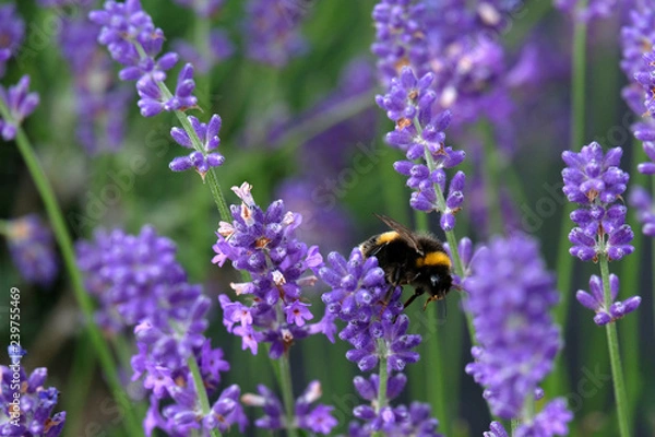 Fototapeta Lavender and Bees