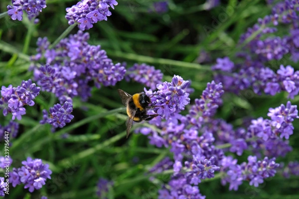 Fototapeta Lavender and Bees