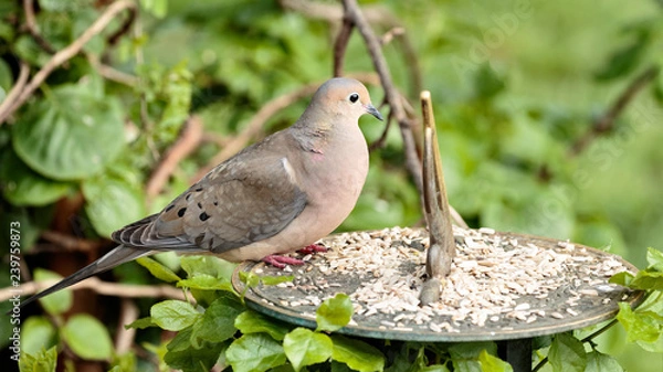 Obraz Mourning Dove