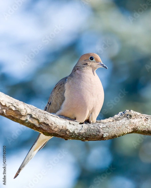 Obraz Mourning Dove