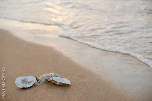 Fototapeta Oyster shells on the surf line with sand on the sea beach, as a concept of summer holidays, sea resort, spa.