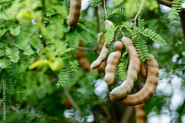 Obraz Tamarind fruit tree