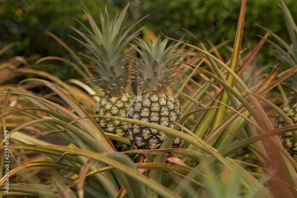 Fototapeta Pineapples