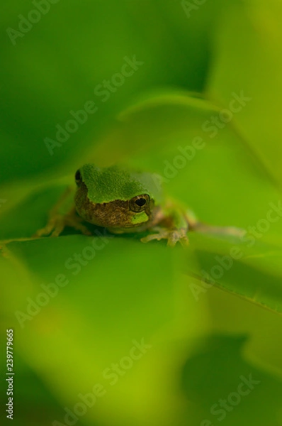 Fototapeta Tree frog