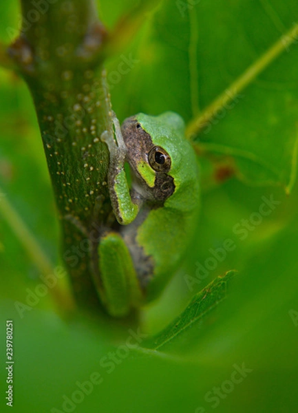 Fototapeta Green tree frog 