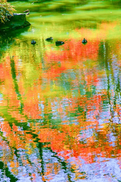 Fototapeta 紅葉と水鳥