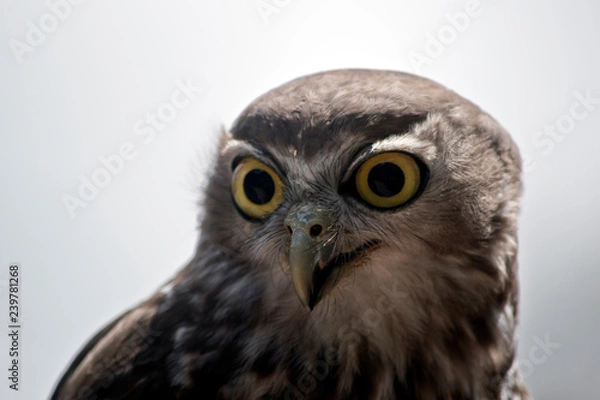 Fototapeta barking owl