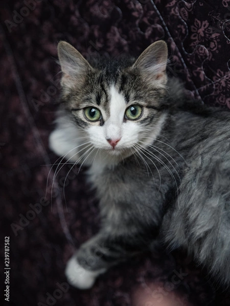 Obraz Grey cat with white breast