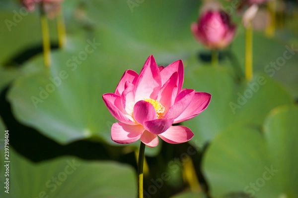Fototapeta Lotus