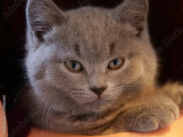 Fototapeta Young Cat