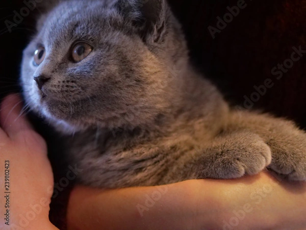 Fototapeta Young Cat