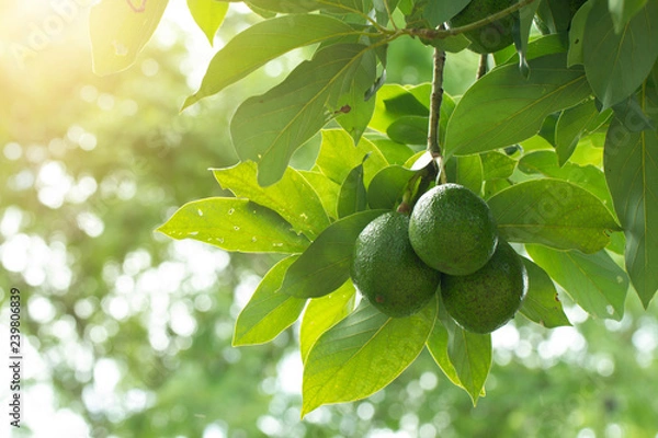 Fototapeta Avocado on plant or Raw avocado on tree fresh product in Thailand's organic farm,Avocado fruit on tree useful for works like brochure, magazine, food business or other industrial