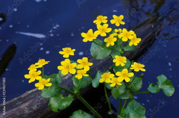 Fototapeta Кувшинки