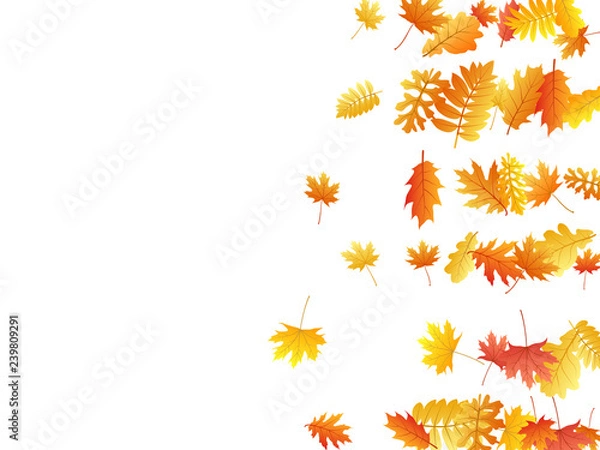 Fototapeta Oak, maple, wild ash rowan leaves vector, autumn foliage on white background.