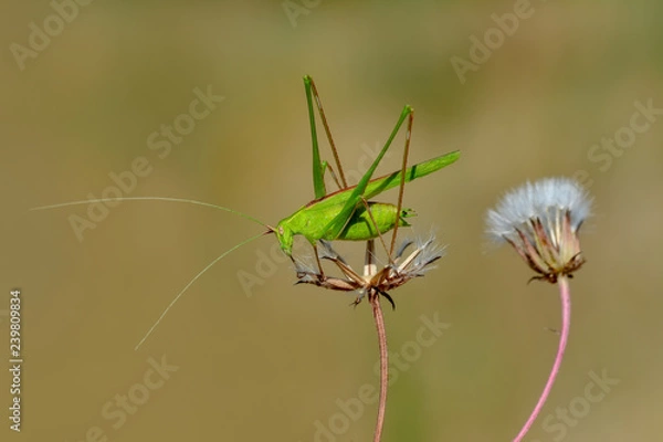 Fototapeta Grasshopper macro in green nature - Stock Image