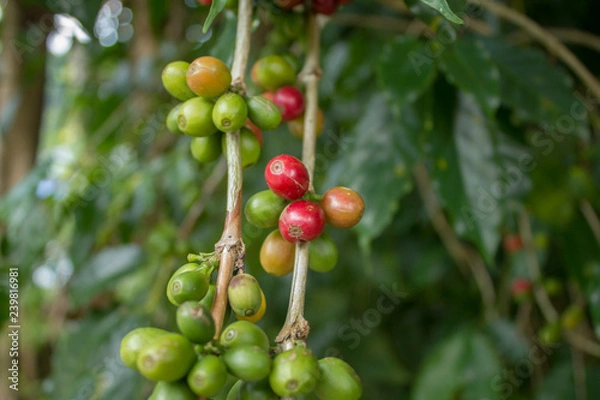 Fototapeta Blurred unripe green red coffee beans on a branch. fresh coffee berries
