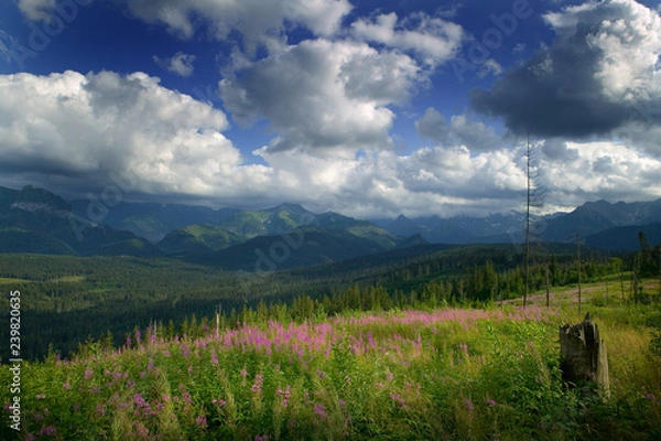 Obraz POLANA GŁODÓWKA KRAJOBRAZ