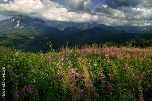Obraz POLANA GŁODÓWKA KRAJOBRAZ