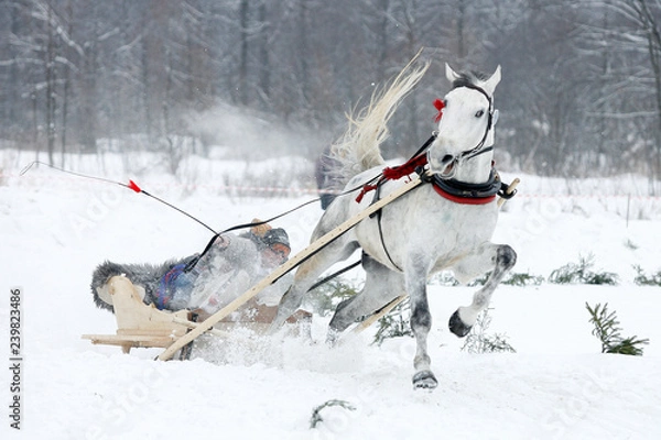 Obraz WYŚCIG KUMOTEREK