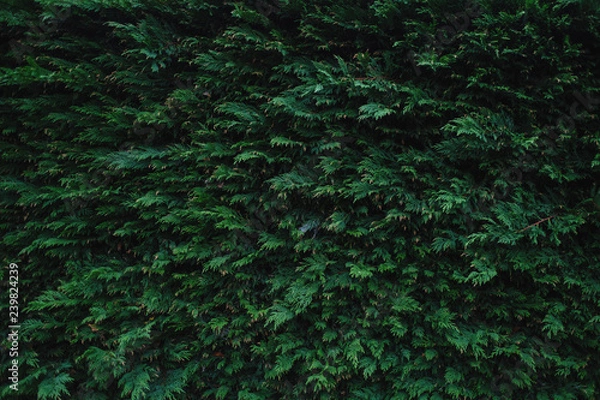 Obraz green tree background