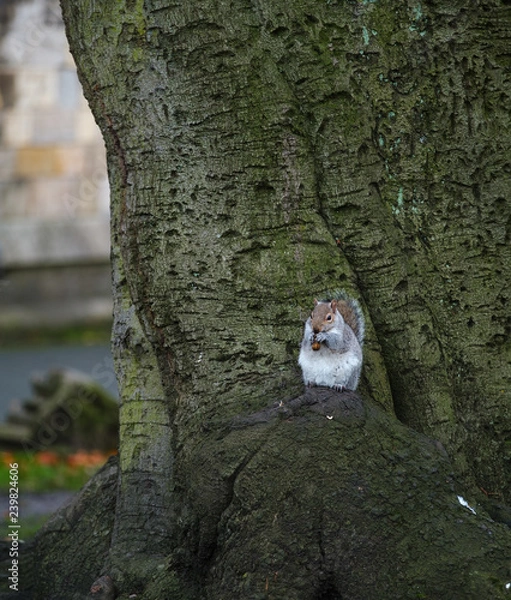 Obraz squirrel sitting on tree