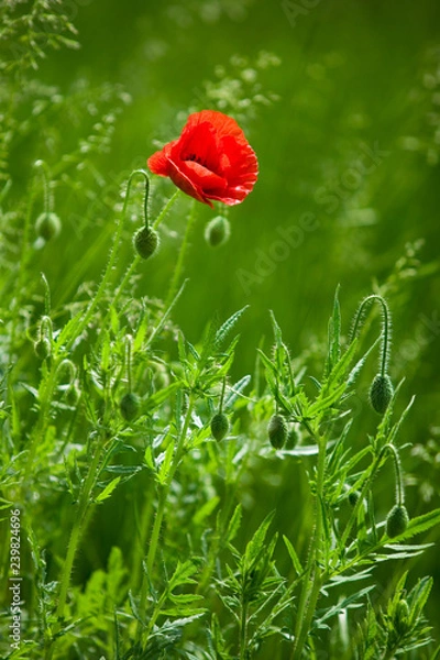 Obraz Mak na łące