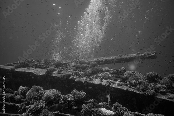 Obraz cap sur l'épave