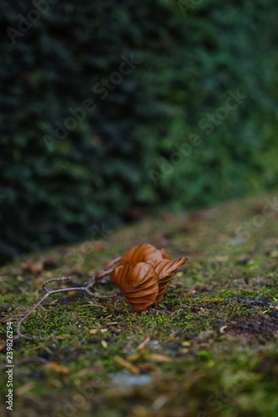 Obraz fallen autumn leaves