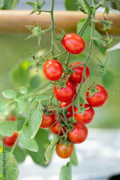 Fototapeta Ripe red tomatoes are hanging on the tomato tree in the garden