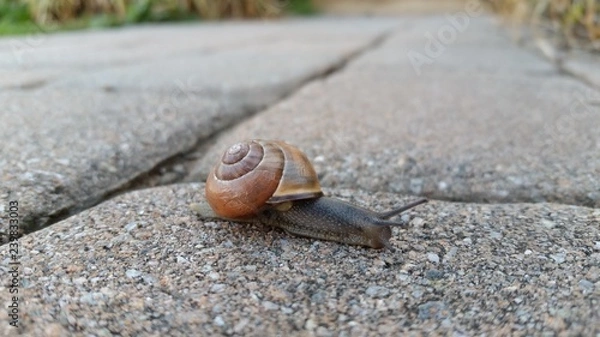 Fototapeta Snail