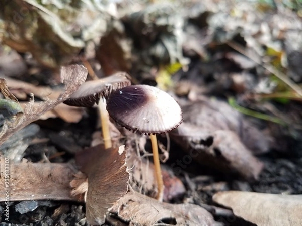 Fototapeta Toadstool
