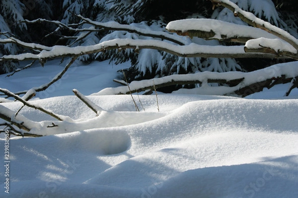 Fototapeta Winter idyll with snow-covered firs and boughes in the Taunus, Hesse, Germany.