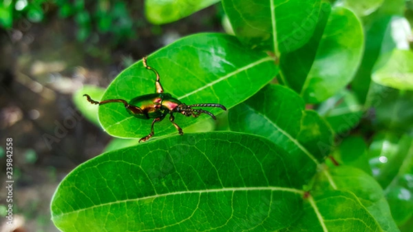 Fototapeta emerald green beetle, weevil