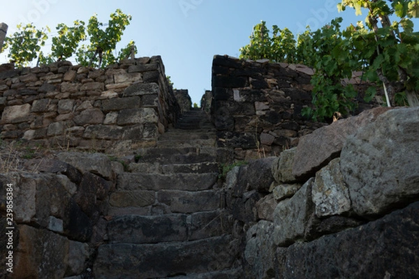 Obraz Treppe im Weinberg