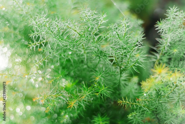 Fototapeta Branch of tropical coniferous plants after rain . Beautiful green background. Photographed close-up. Drops on branches
