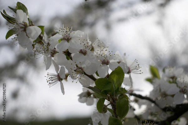 Obraz Tree branch full with flowers in bloom