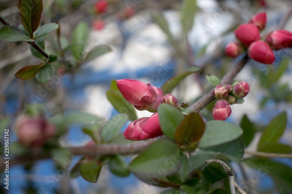 Obraz Red rose buds, macro photography
