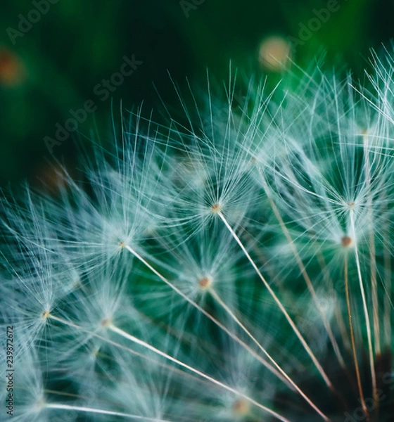 Obraz Beautiful dandelion macro view, seeds